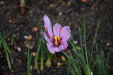 Crocus sativus RCP10-2020 (c) C Cutler.jpg